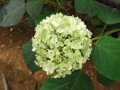 RIMG0134