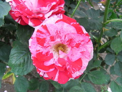 RIMG0166