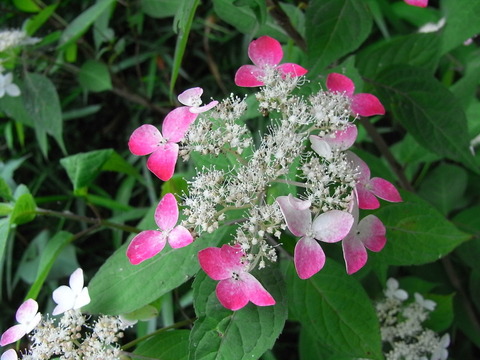 RIMG0211