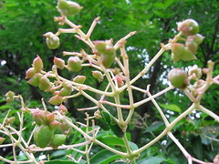 conv0016