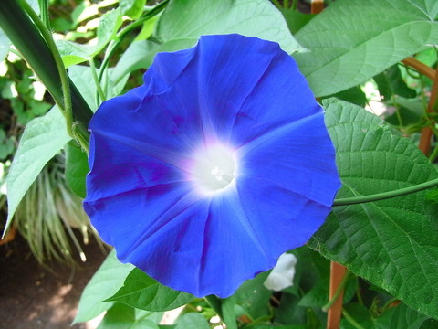 conv0009