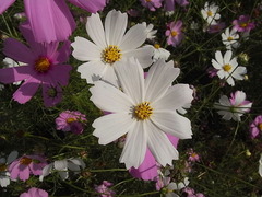 conv0006