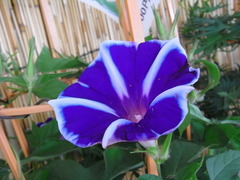 conv0013