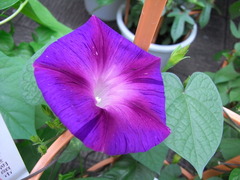 conv0011