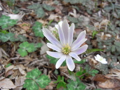 conv0005