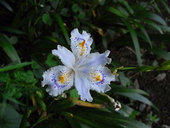 conv0003