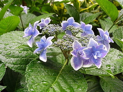 conv0006