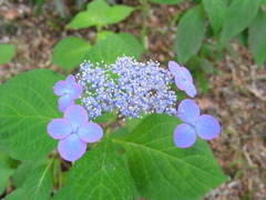 RIMG0069