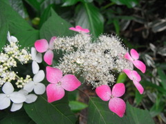 RIMG0219