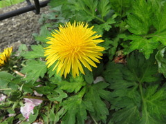 conv0005