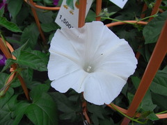 conv0021