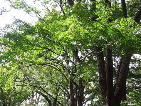 conv0009