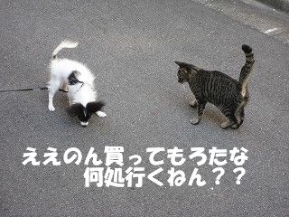 neko