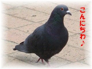 1129