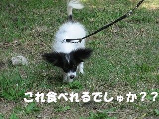 kusa