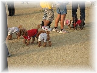 inu