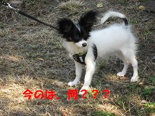 oto1