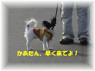 hayaku