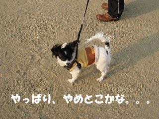yppa