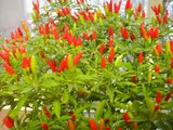 f9433b03.jpg