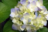 ajisai2006
