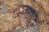 ����ե饷-1