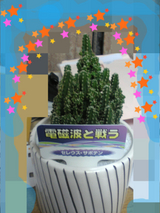 電磁波対策サボテン