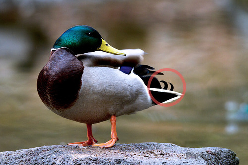 ¥Þ¥¬¥â¡é¡Ê¥ª¥¹¡Ë SvnD