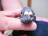鳩のアーノルド 4392