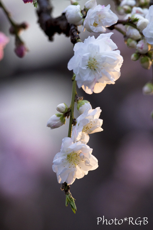 �餭�Ϥ᤿�ϥʥ�⡡7D��