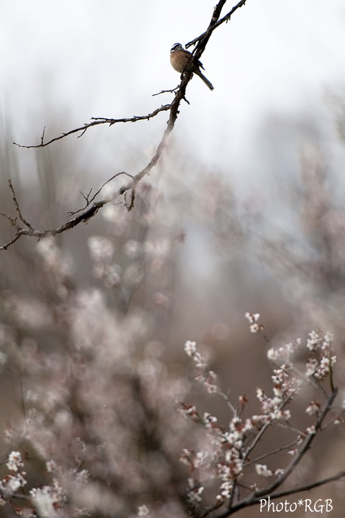 �ۥ��������ߡ�D300