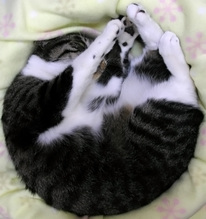 ¤Þ¤ó´Ýɱ¤Á¤ã¤ó