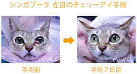 シンガプーラ 猫 のチェリーアイ手術 ある日の東京ウエスト動物病院 Blog