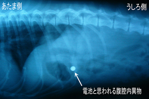 X-ray ½ê¸«¡¡Ê¢¹ÐÆâ°Ûʪ 3773 YAndy