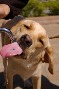 ���᡼����Guide dog����Ƴ���ˤ���