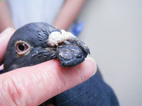 鳩のアーノルド 4392