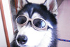 �������� for Pets
