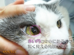 ǭ�γ���ʬΥ�ɡʱ����