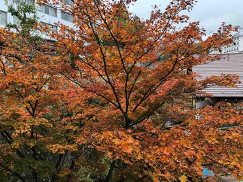 IMG_0341