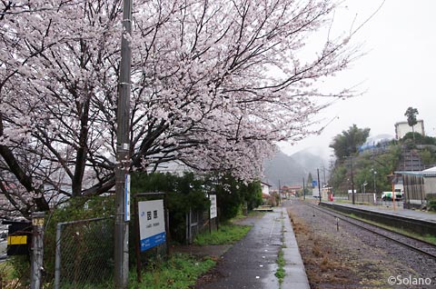 JR西日本・三江線、因原駅の桜