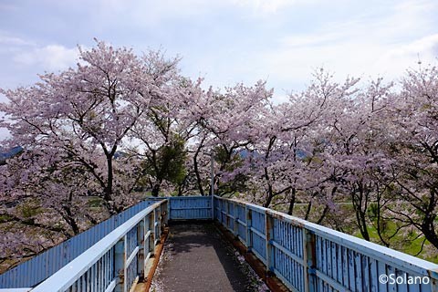 江崎駅、跨線橋から見る桜並木