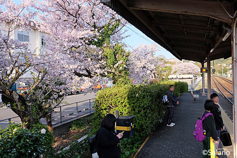 西浜田駅2番ホーム、満開の桜