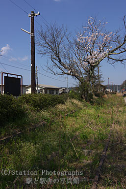 石見横田駅・側線跡と桜