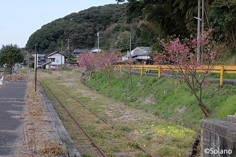 滝部駅、廃側線に植樹された桜