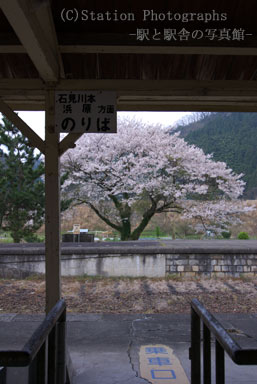 川戸駅・改札口と廃ホームの桜