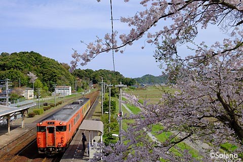 江崎駅、国鉄色40系気動車と桜