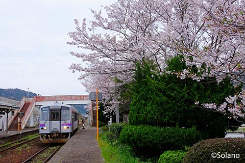 桜咲く萩駅に進入する列車