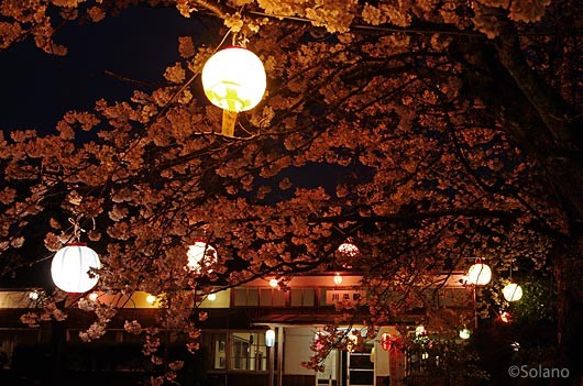 三江線・川平駅、駅舎周囲の桜に巡らされた提灯