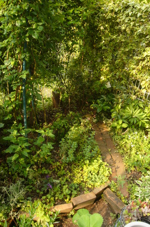 P1050248小さな道