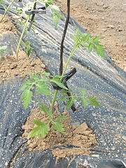 2010,5,8トマト植えた (1) 2010,5,8トマト植えた (1)